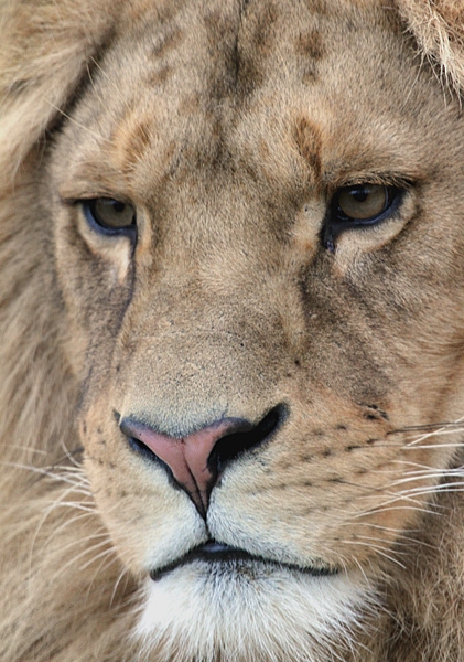Close-up leeuw